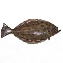 Рыба (палтус белокорый)